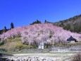 しだれ桜の山