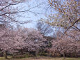 散歩道の花 2003-27-1