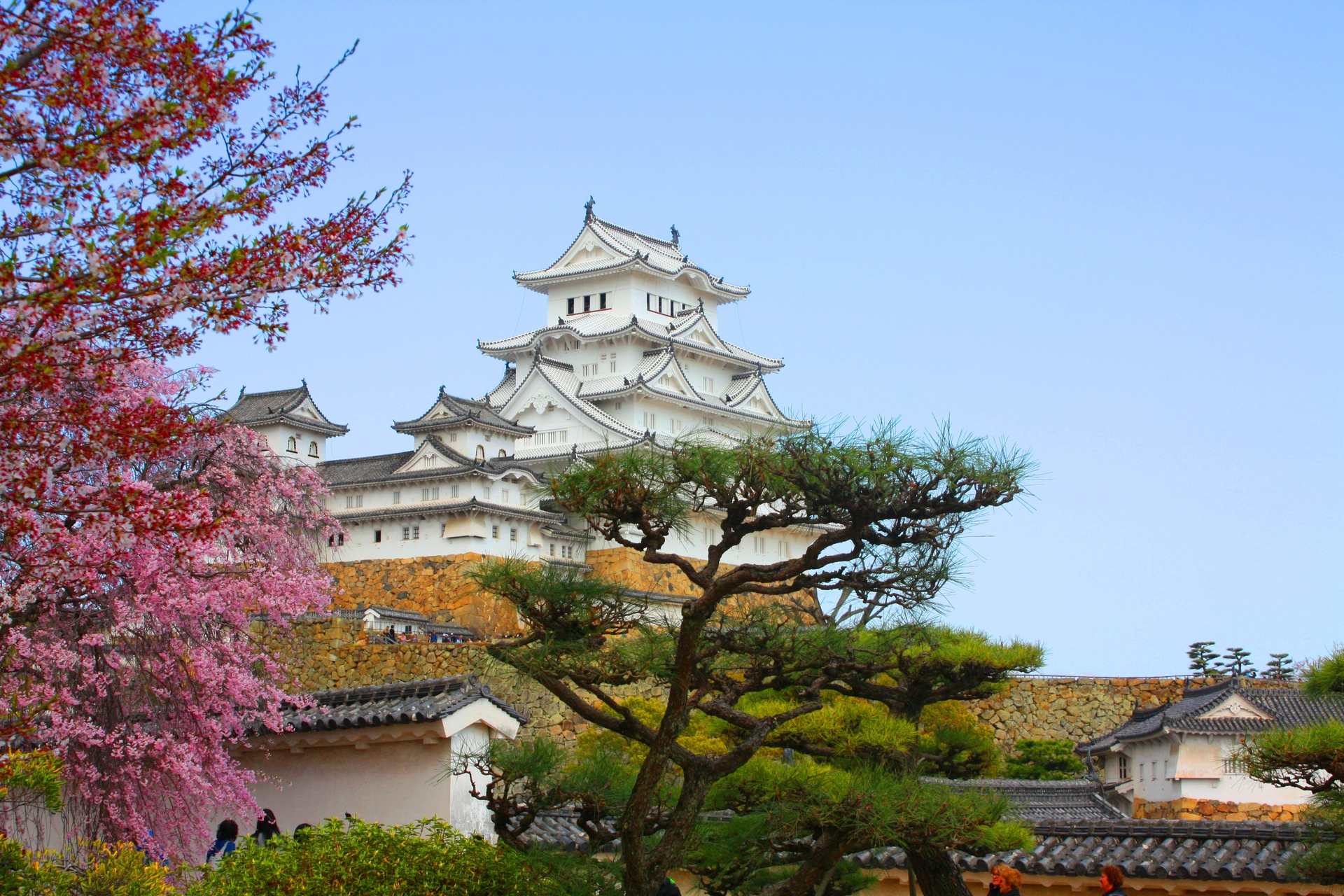 日本の風景 桜の姫路城 壁紙19x1280 壁紙館