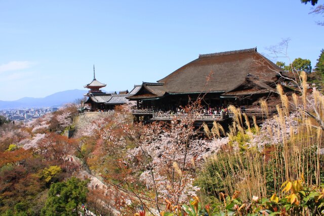 改修前の清水寺桜