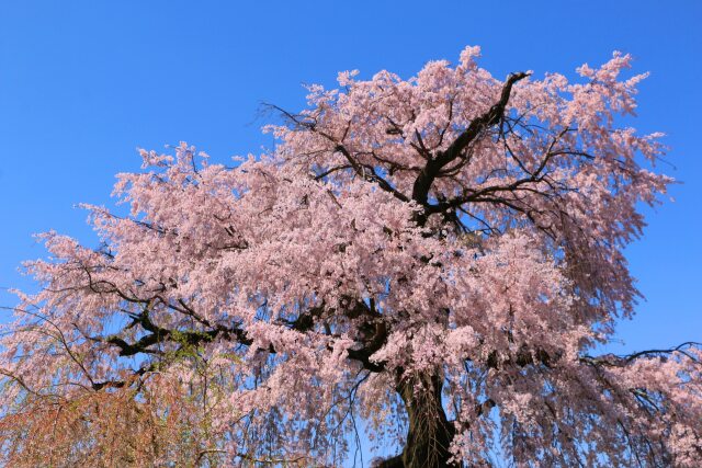 桜の丸山公園