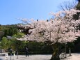 桜の知恩院