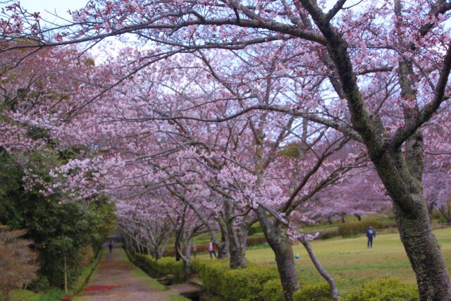 桜並木どうり