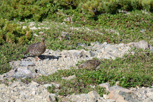 仙丈ヶ岳のママ雷鳥