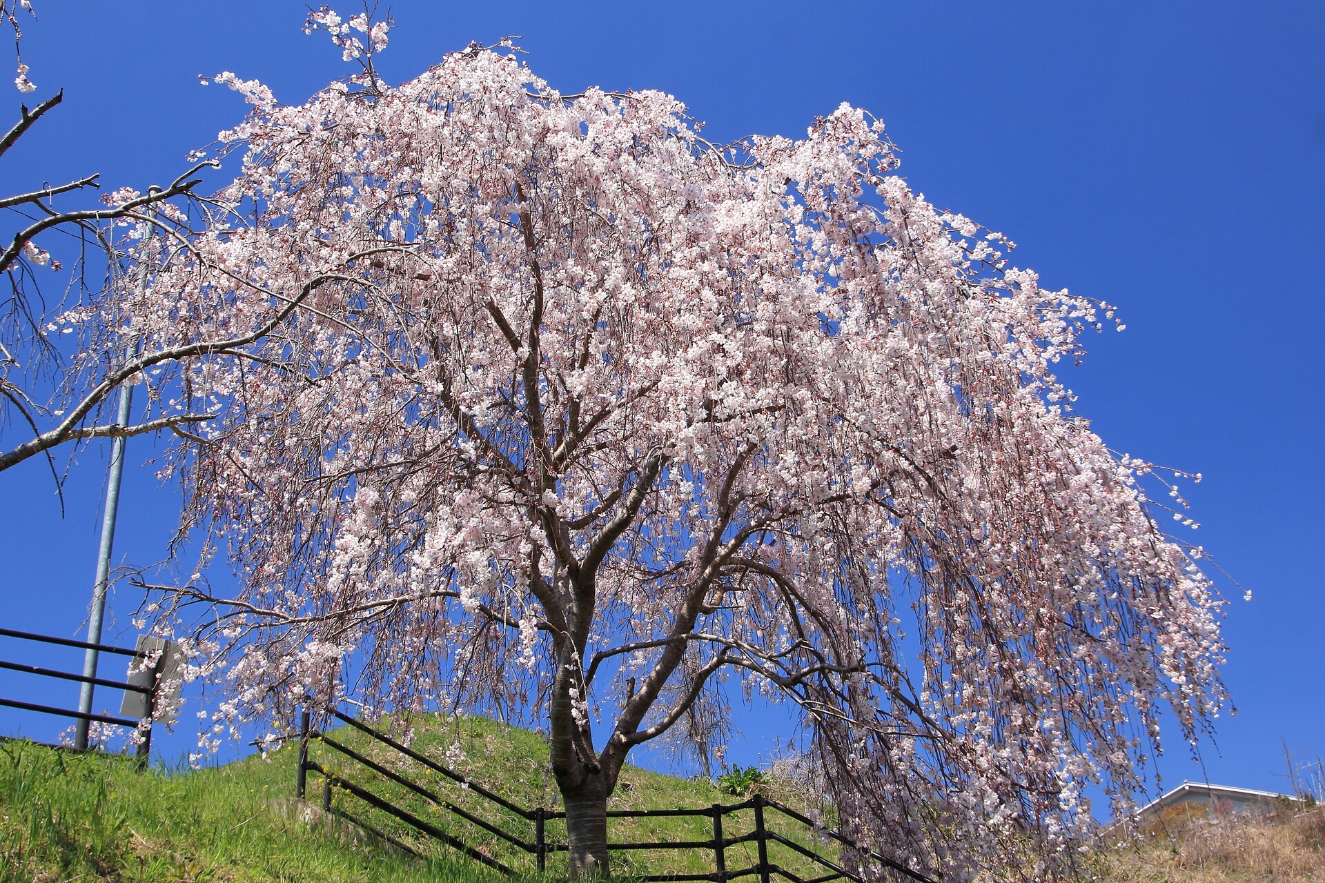 花 植物 青空に咲くしだれ桜 壁紙19x1280 壁紙館
