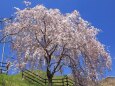 青空に咲くしだれ桜