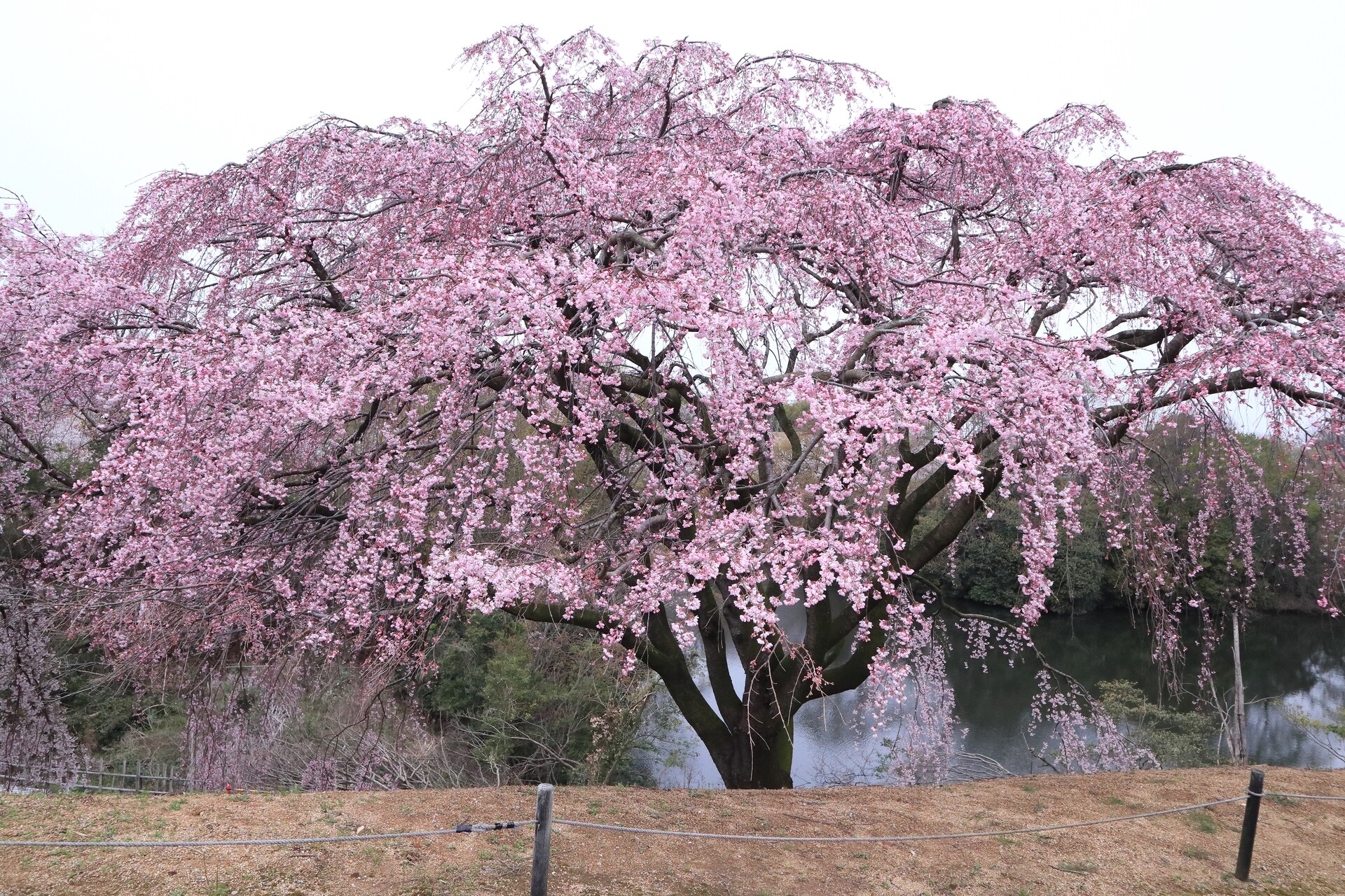 花 植物 公園の紅しだれ桜 壁紙1920x1280 壁紙館