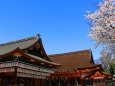 桜の八坂神社