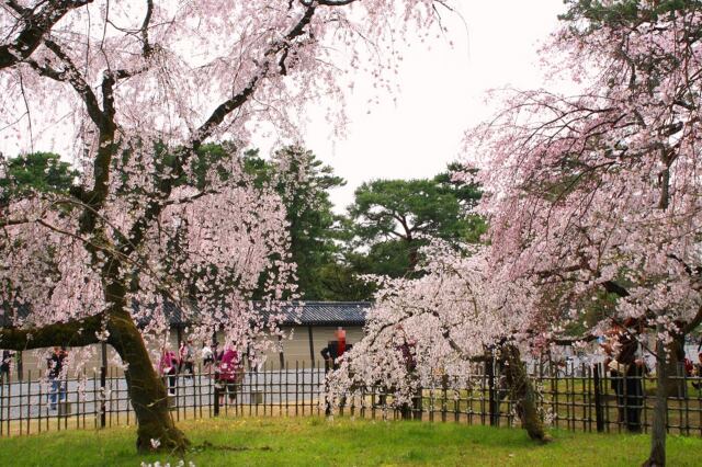 桜の京都御所