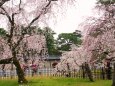 桜の京都御所