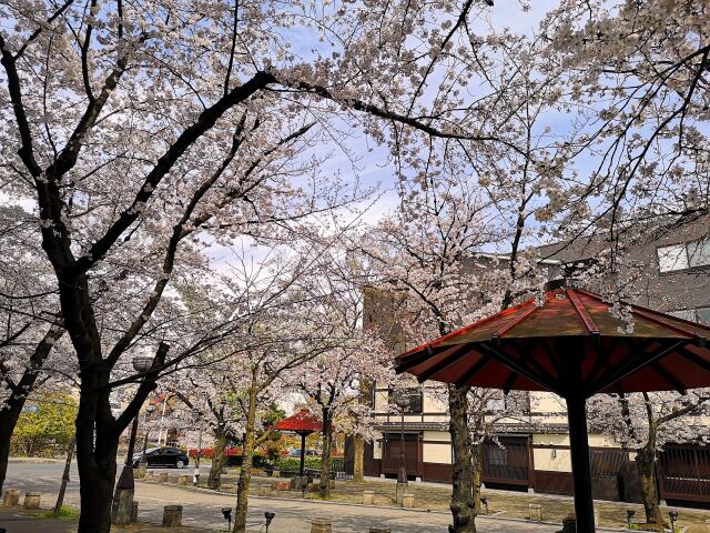 桜の祇園