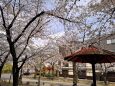桜の祇園