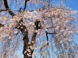 桜の醍醐寺