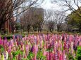 花いっぱい春の公園