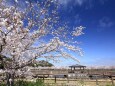 見頃の公園の桜