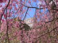 桜の姫路城