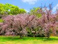 春の京都