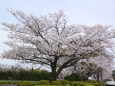 山中の一本桜