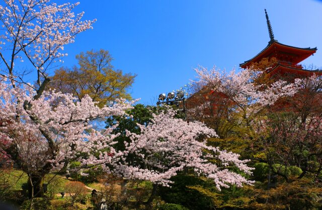 桜の清水寺