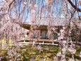 桜の醍醐寺