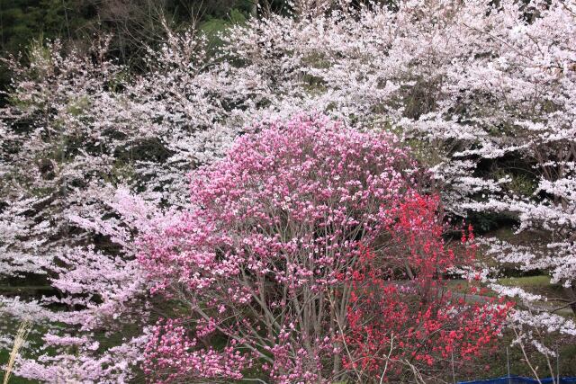 桜をバックにモクレンの花