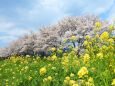 桜 サクラ15 菜の花と