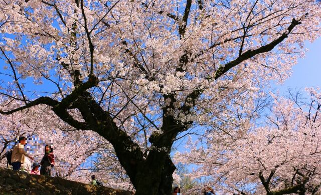 桜の蹴上インクライン