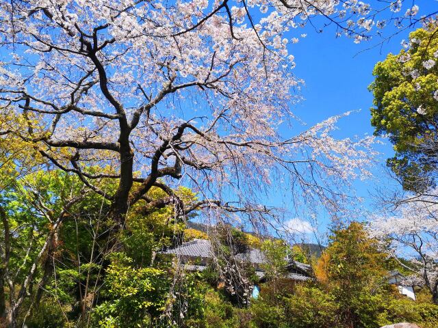 桜と青紅葉