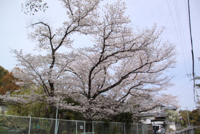 先乱れる桜
