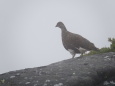 継子岳の雄雷鳥4