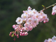 桜 サクラ17 枝垂れ桜