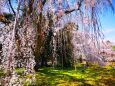 桜の醍醐寺