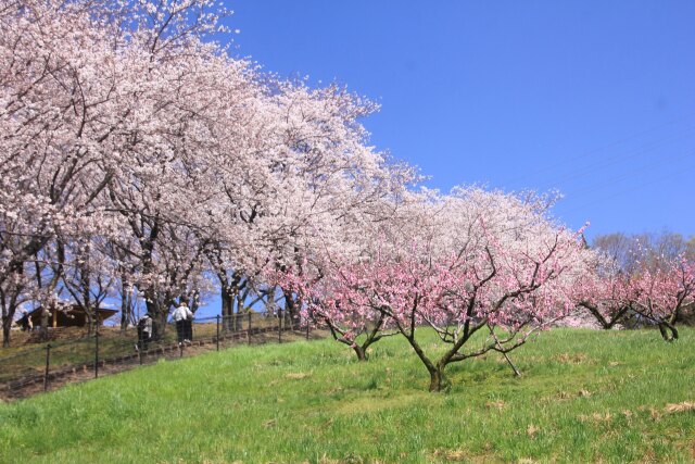 桜と桃畑
