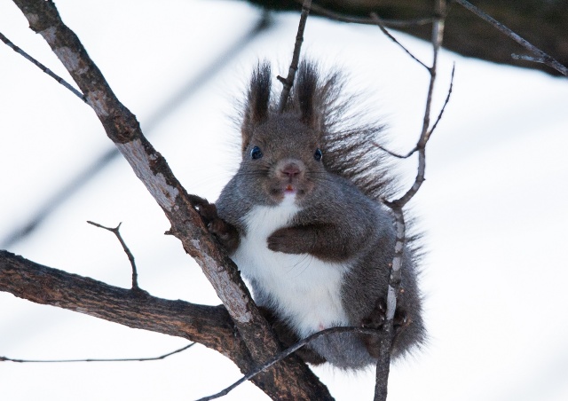 トトロみたい。。。