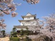丸亀城と桜
