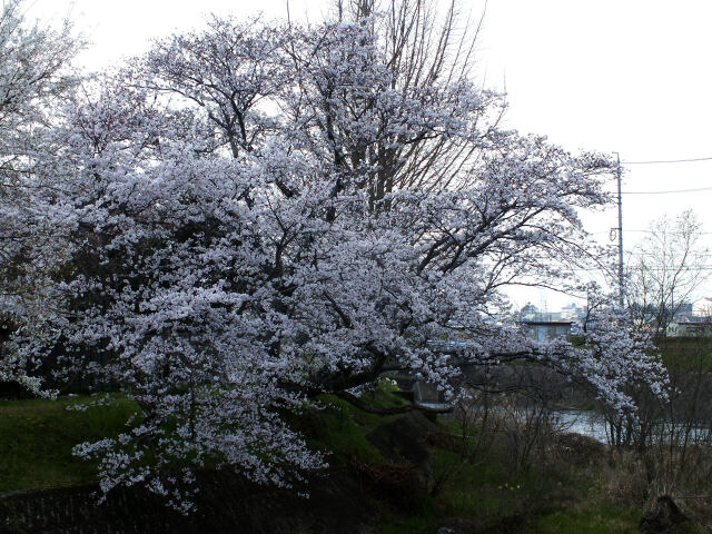 久々利川の桜