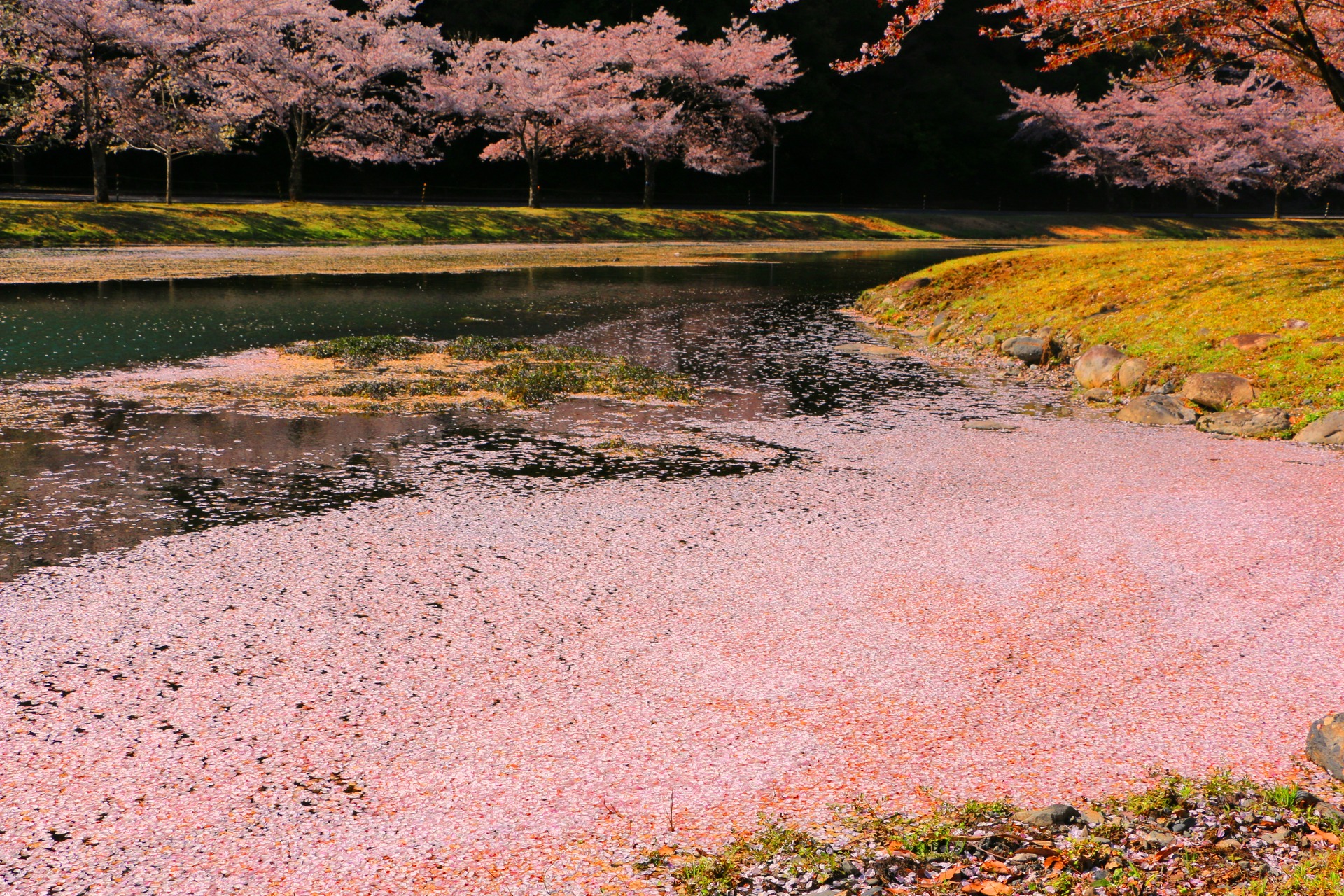 日本の風景 川の中に咲く桜 壁紙19x1280 壁紙館