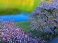 ダム湖に映える桜