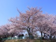 最後の公園の桜