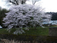 久々利川の桜