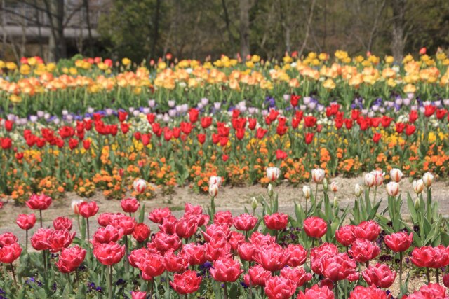 満開のチューリップ-1