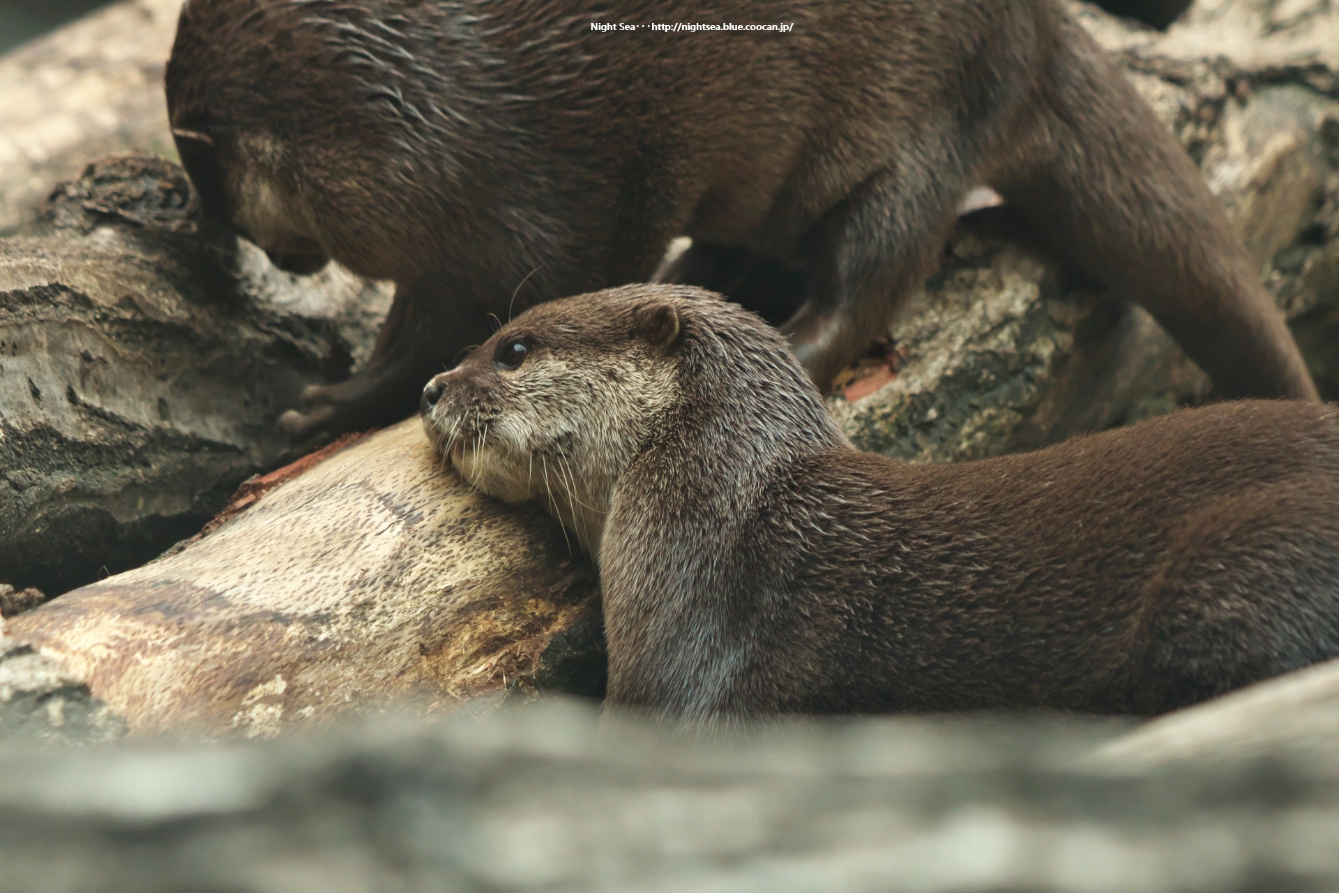 動物 その他 眠いかも 壁紙19x1280 壁紙館