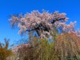 桜の丸山公園