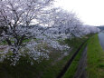 久々利川の桜