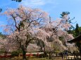 桜の醍醐寺