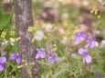 春の野 ムラサキハナナ