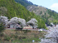 山里の桜と茅葺き屋根