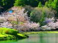 桜の下北山村