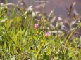 野の花と小川と