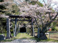 八幡神社の桜